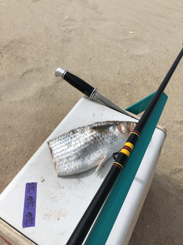 Coquina-Beach-5-15-18-Buck-121.jpg