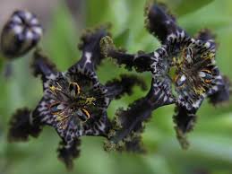 images1
