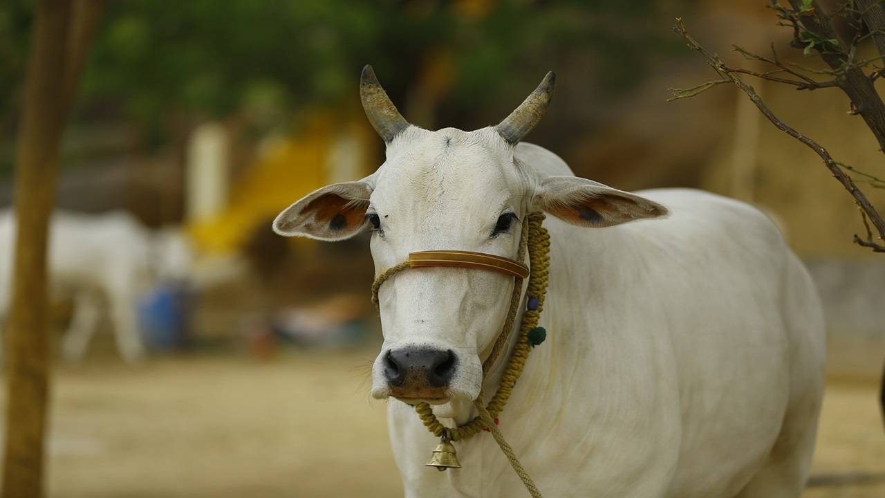 Gujarat Matters in Dairy Farming