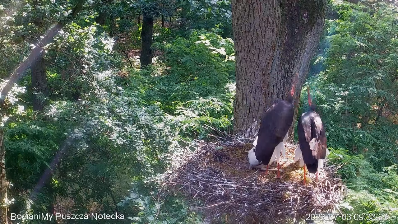 Melnais stārķis Online Puszcza Notecka _ Black stork Online Notecka Forest 13-6-20 screenshot