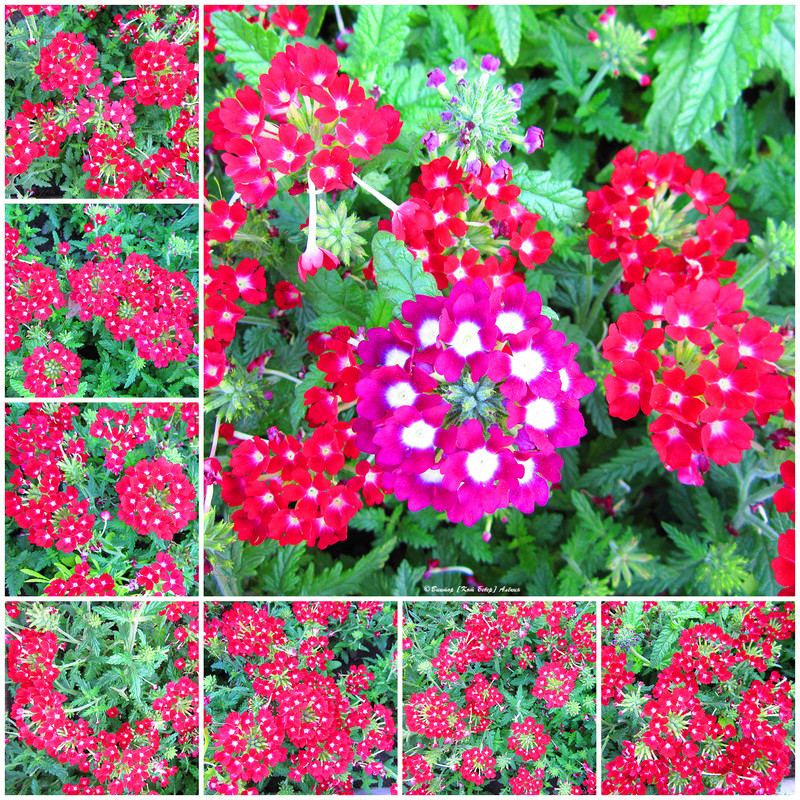 городские цветы0-1