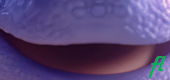 Miei Banner