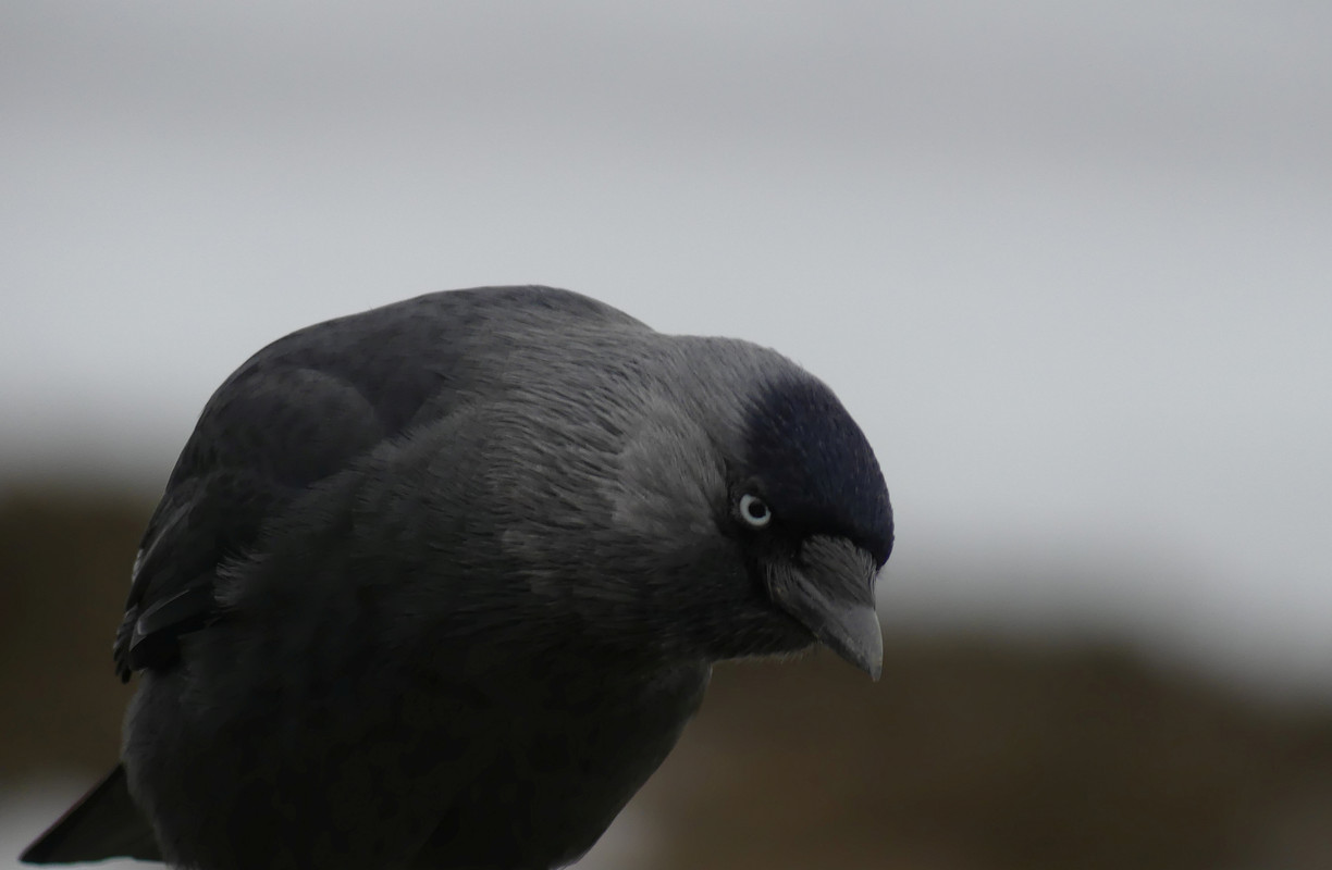 JACKDAW 3