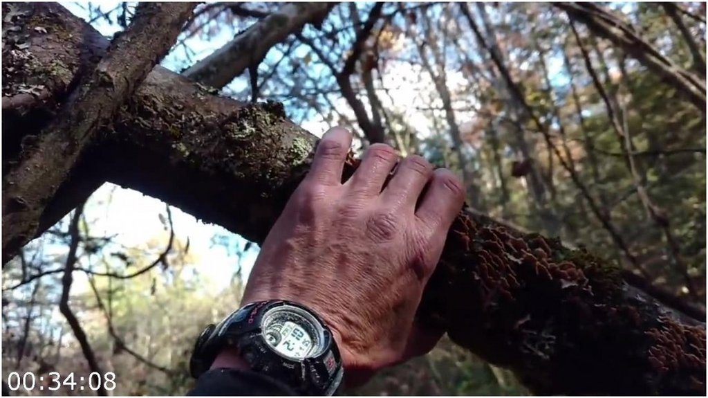 Bigfoot-Witness-The-Jason-Morse-Story-2022-720p-WEB-H264-PFa.jpg