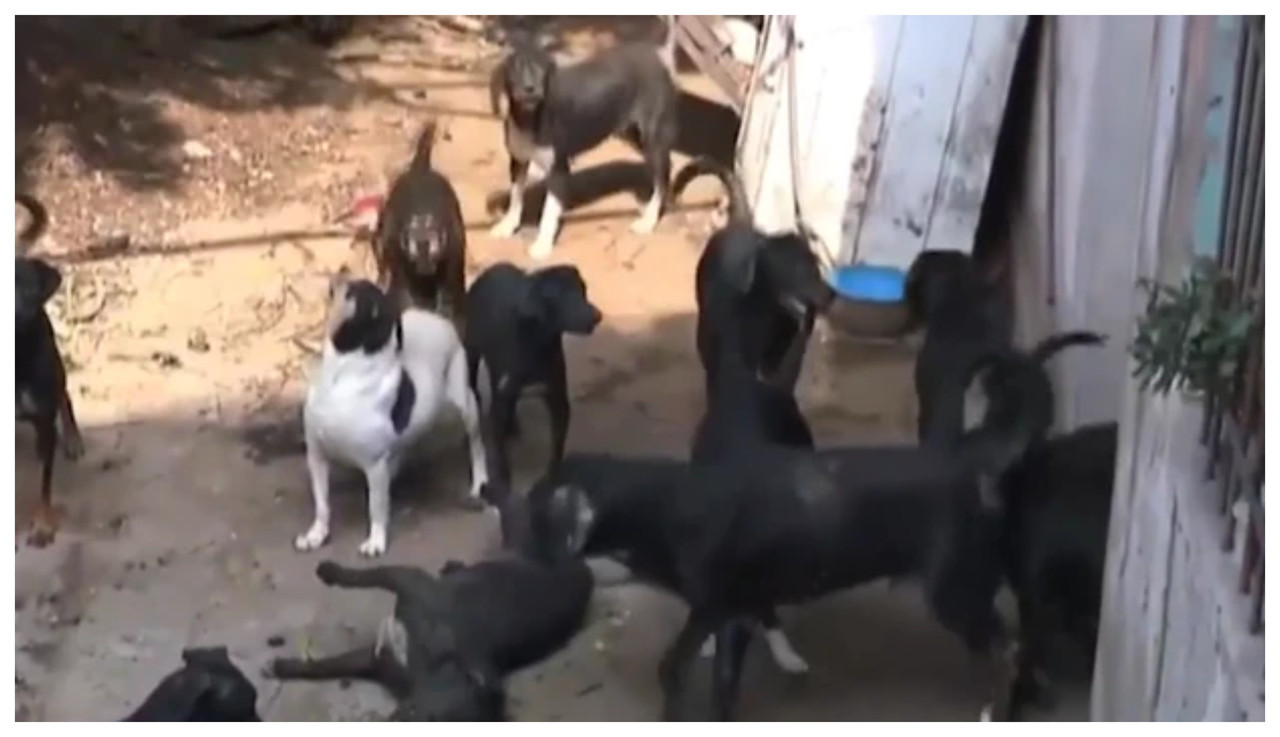 Mujer que rescató 30 perros teme que los canes la devoren; no puede alimentarlos