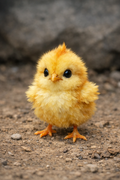 Rank-H-Chick