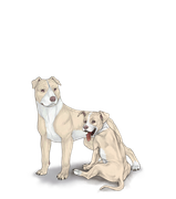 pittiepupadultwhitebellyface