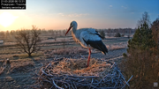 21032026bociany 5