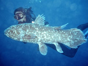 5 Francos Islas Comores 1992 Coelacanth1