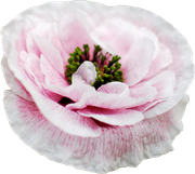 Winter-White-Elements-126