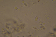 [Obrázky: DSC-0124.jpg]