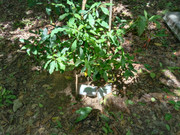 Arroceros-Forest-Park-Manila-Bagras20260715-141246