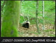 [Image: dng-venant-de-pureraw.jpg]