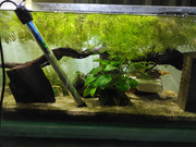 IMG_20210418_70L_pepper_cory_2