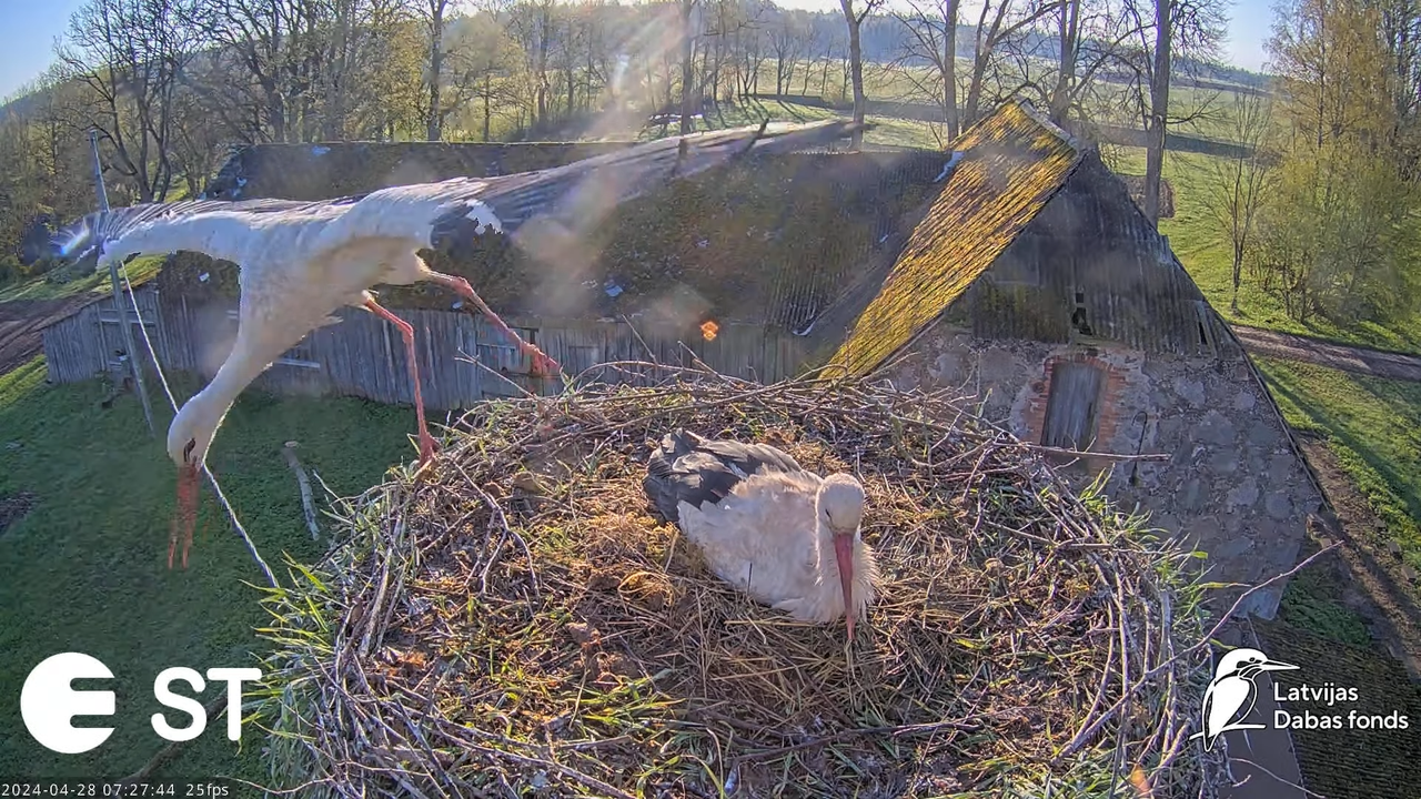 Baltie stārķi (Ciconia ciconia) Tukuma novadā - LDF tiešraide __ White storks in Tukums, Latvia 11-4