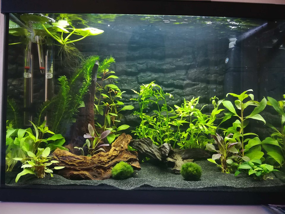 70155538_773395166463741_6007815608152883200_n