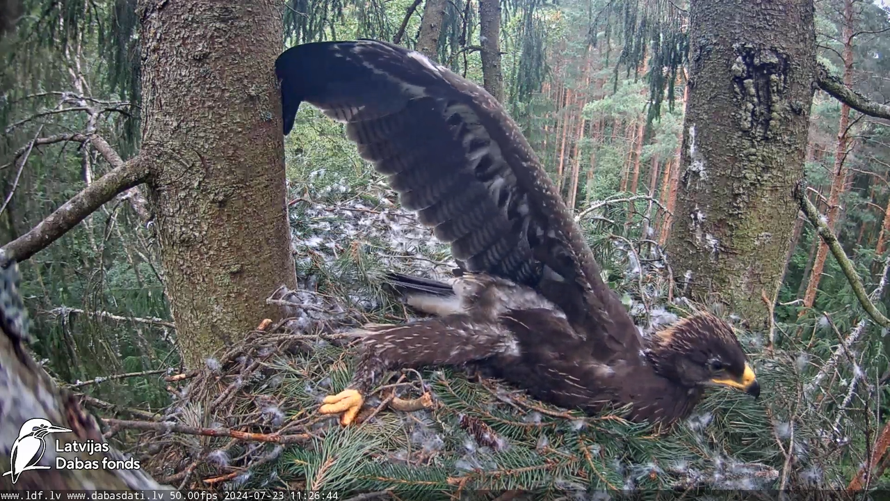 Mazais ērglis (Clanga pomarina), ligzda eglē __ Lesser spotted eagle in spruce, Zemgale, Latvia 12-5