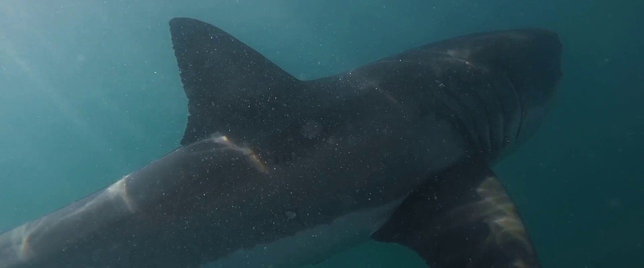 The-Requin-2022-Blu-Ray-Hin-Eng-Tam-Tel-1080p-8bit-x264-AVC-AAC-5-1-ESub-mkv-0005