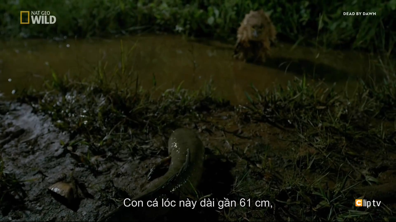 Dead Or Alive Nat Geo Wild