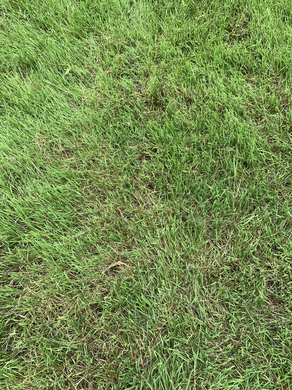 Creeping Bentgrass Identification