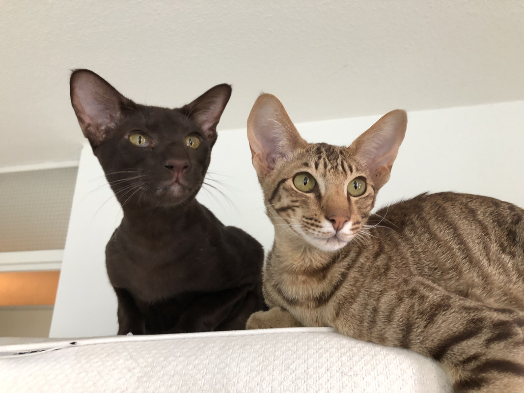 82A99182-F654-496A-8E19-ED4968048F3F