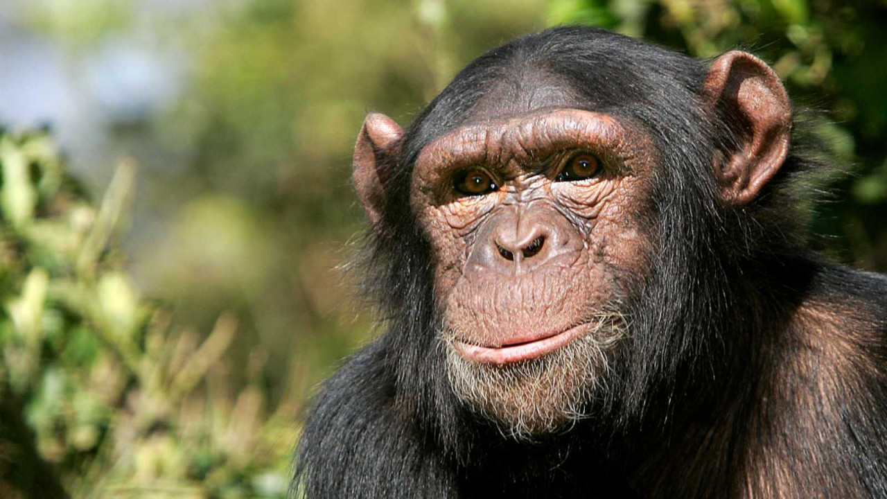 Captan alarmante evolución de los chimpancés, estaban haciendo práctica humana