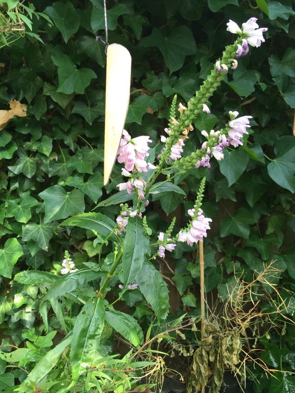 1DBCAC04-83F3-453E-B3B8-79593A704A7A