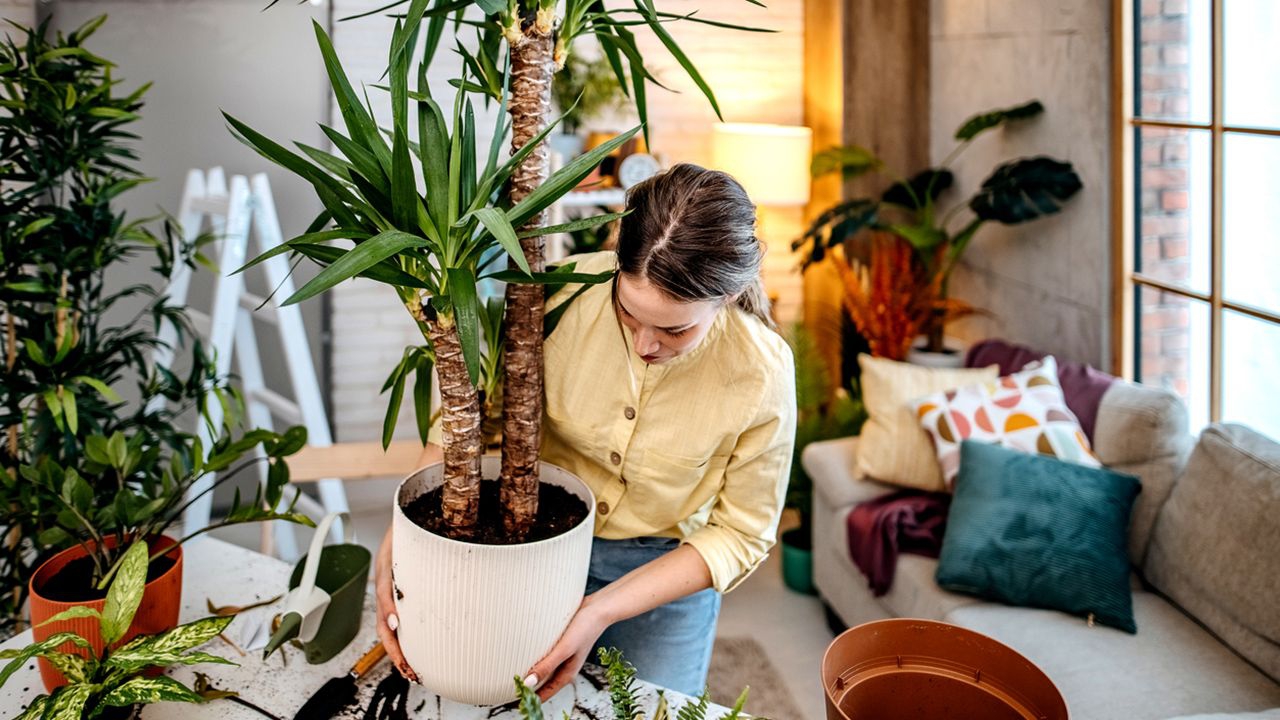 Abono casero hecho con azúcar y lleno de vitaminas para tus plantas