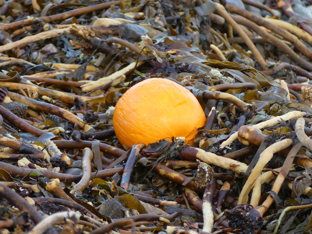 PUMPKIN 1