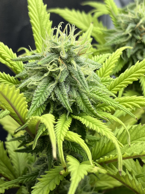 IMG_1013 (Enero 31 2023)