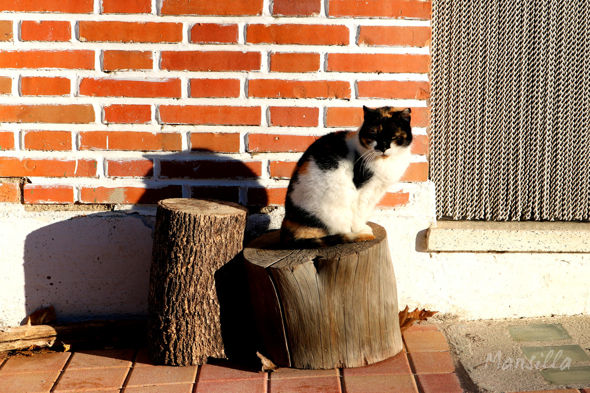 Castañar_RDPR_0238_03