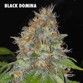 black-domina-original