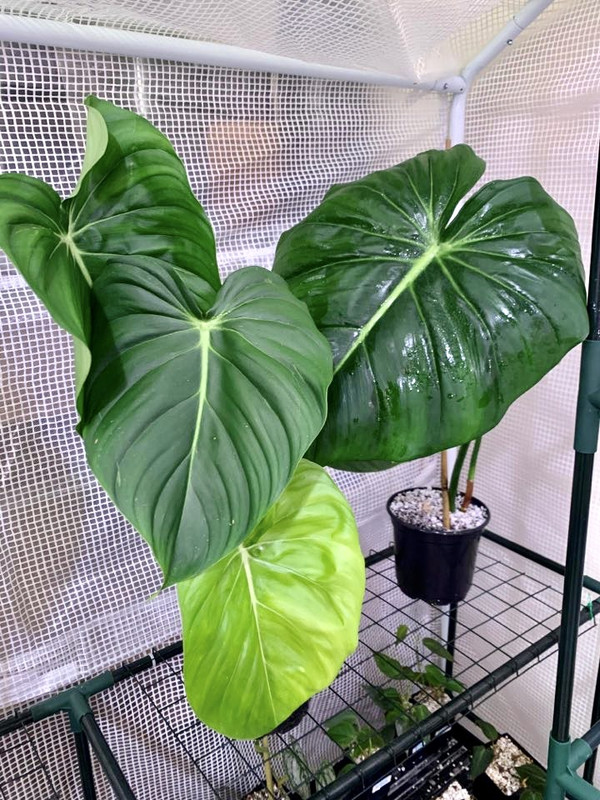 03E634F1-8346-431A-B8E0-24EC50791870