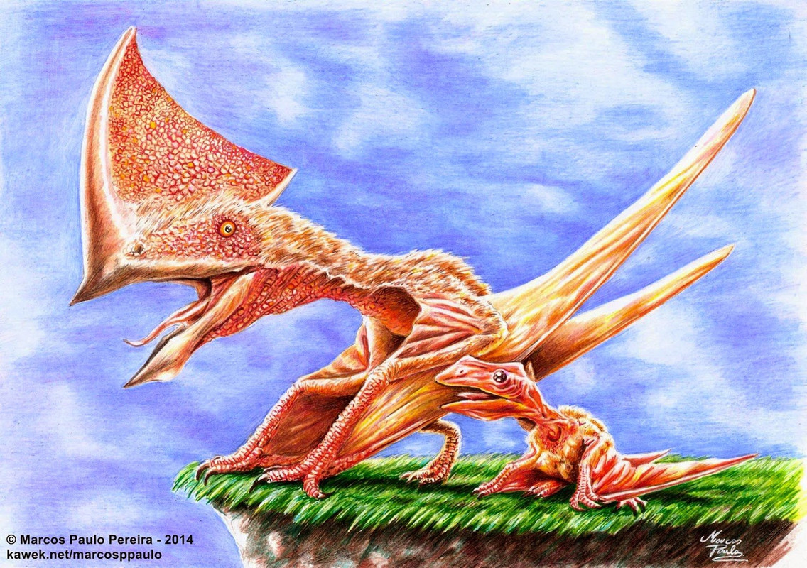 1691725128_pofoto-club-p-anurognat-73