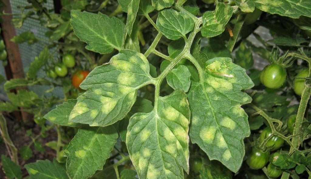 kladosporioza_tomatov_v_teplice_3_03062958-1024x589