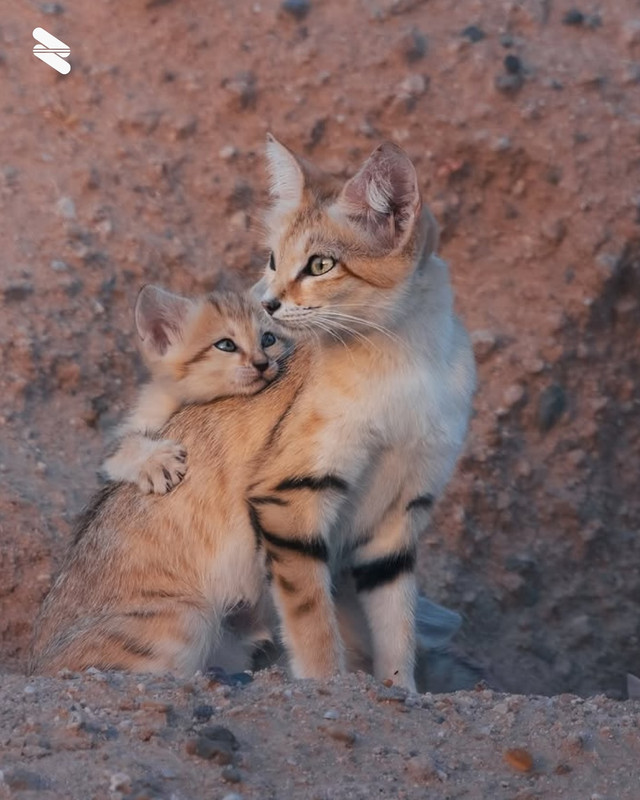 The-sand-cat-a-rare-species-in-Kuwait-is