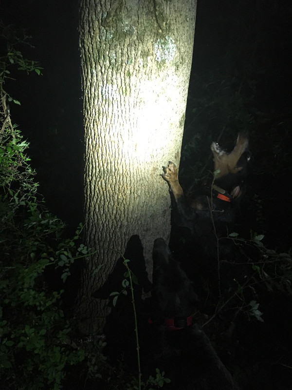 37596882_524243088018835_7393317958434422784_n