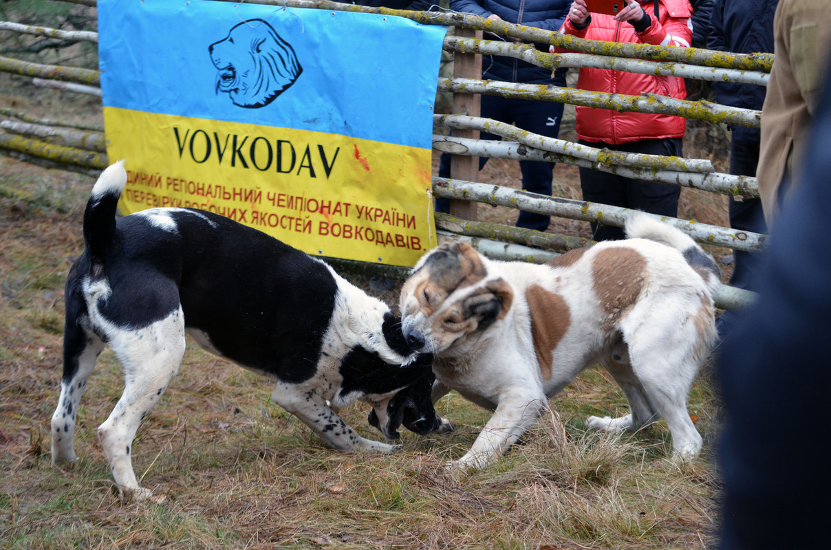 Халк - Сако (8)