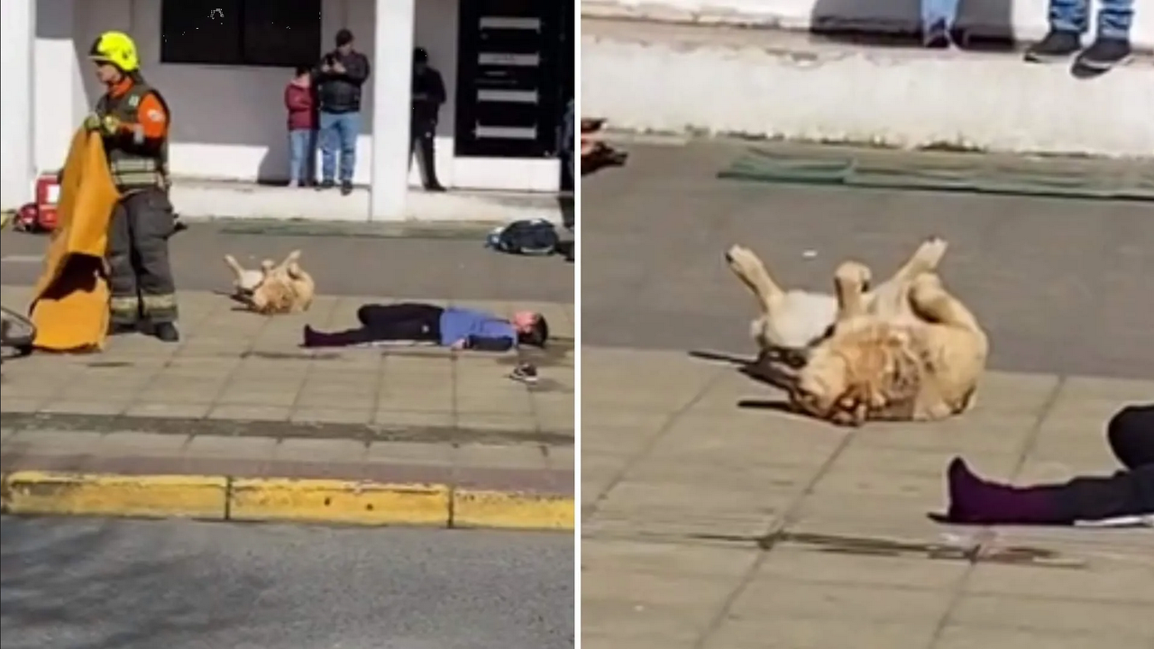 Perrito se vuelve viral por hacerse el muertito durante simulacro de choque