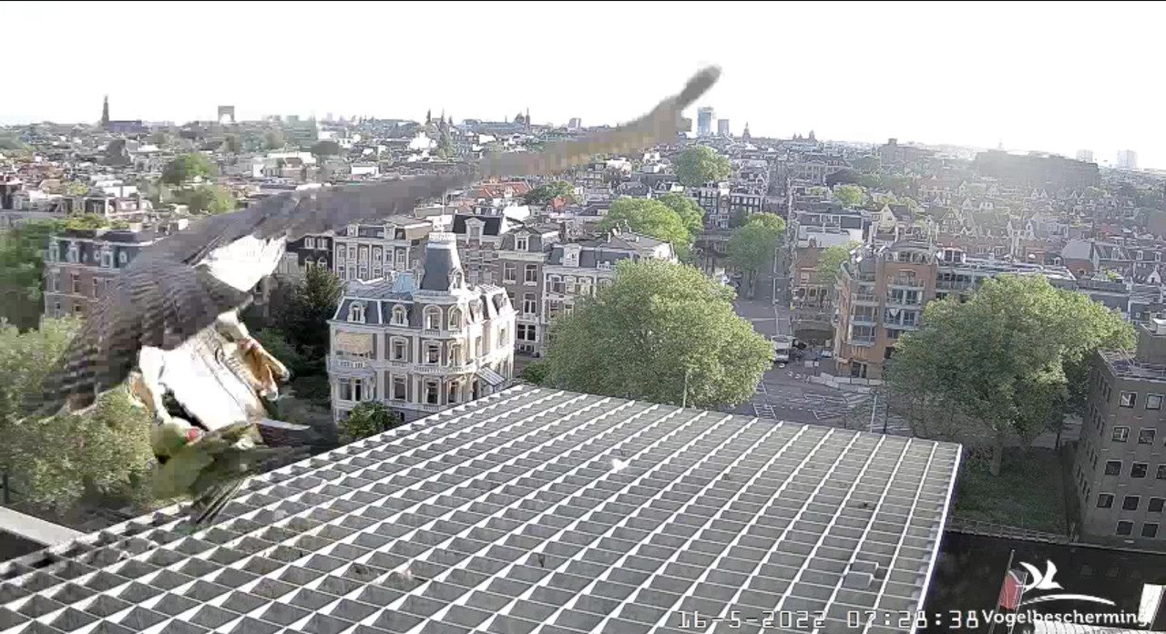 Amsterdam/Rijksmuseum screenshots © Beleef de Lente/Vogelbescherming Nederland - Pagina 40 Video-2022-05-16-072938-Moment-4