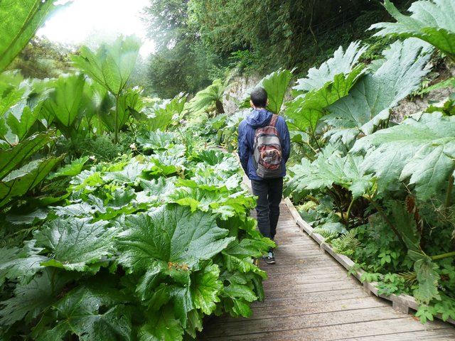10 días por Irlanda en verano de 2024 - Blogs de Irlanda - DÍA 5 – Castillo Blarney – Parque Nacional Killarney (15)