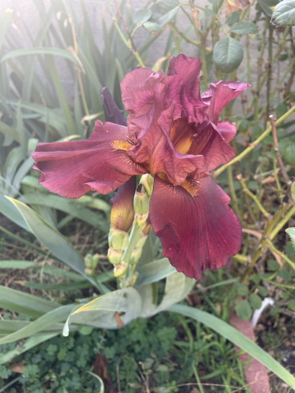 D89CFBFC-5B73-4E75-ABFC-71AB9011104F_1_105_c