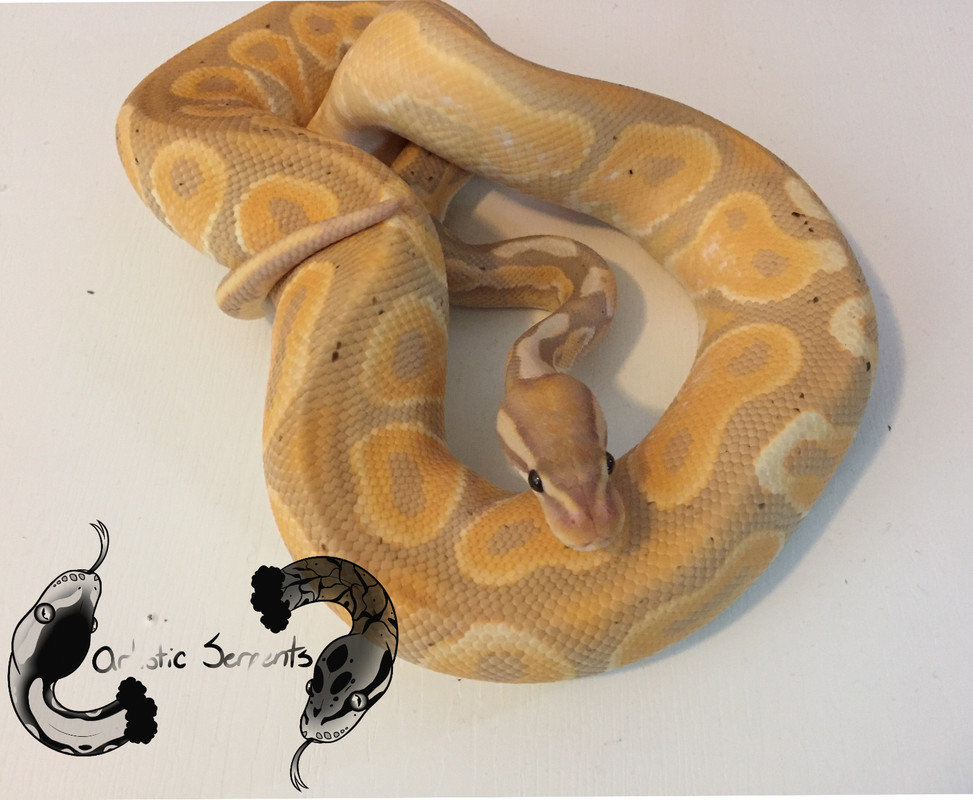 Helios (M;2020 Banana Cinnamon)