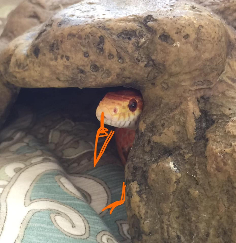 How do you find a lost pet snake? Page 3