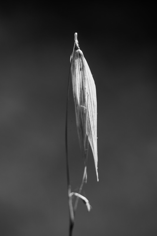 IMG_1956 (2)-ERBA BN