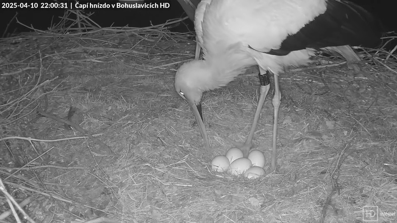 Živě z čapího komína v Bohuslavicích u Trutnova v HD 10-59-23 screenshot (1)