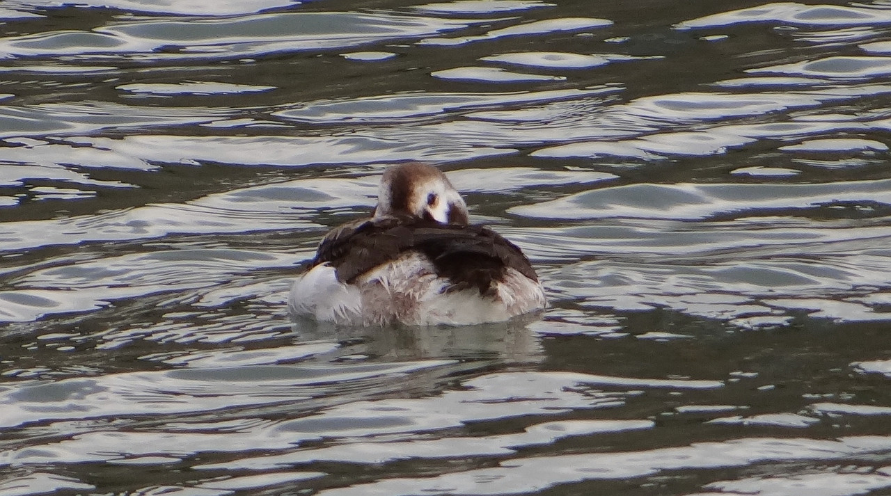 FE LONG TAILED DUCK 5 250424