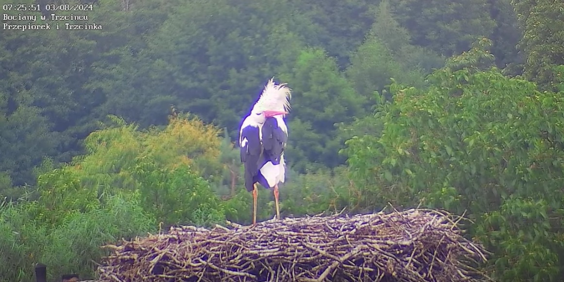 bocianwygibusny