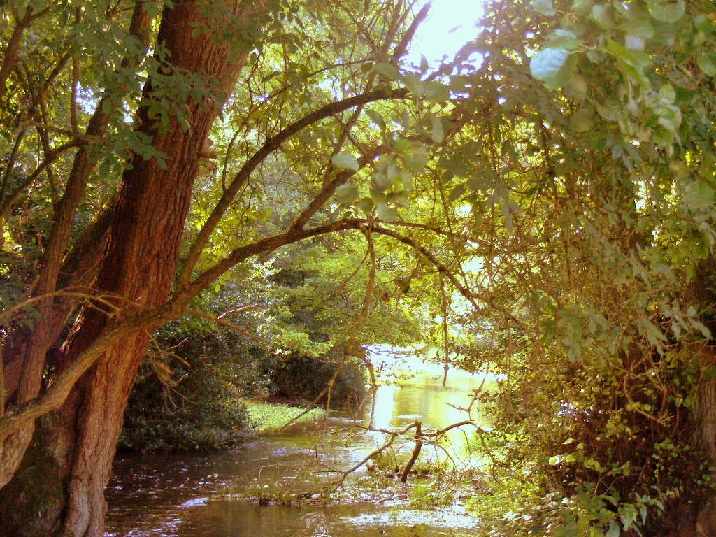 woods45.jpg