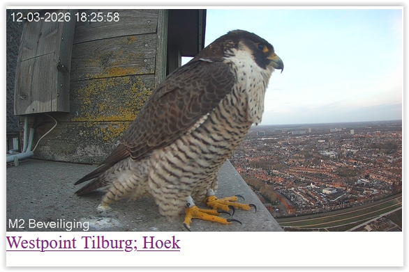 Screen Shot 03 12 26 at 06 26 PM